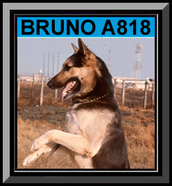 Bruno Framed