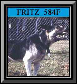 Fritz Color Framed