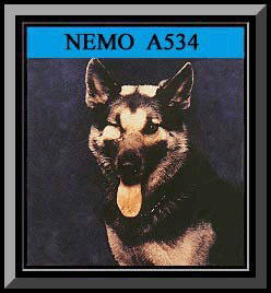 Nemo Color Framed