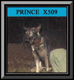 Prince Framed