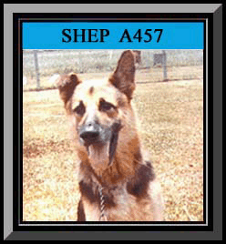 Shep Framed