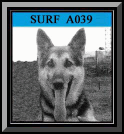 Surf Framed