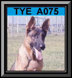 Tye Framed